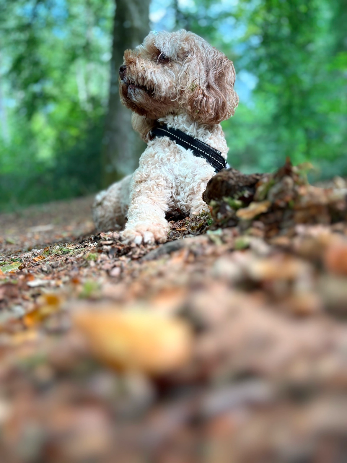 Dog led down in woodland